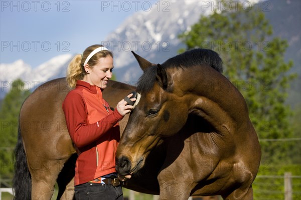 Young woman brushing an Austrian Warmblood