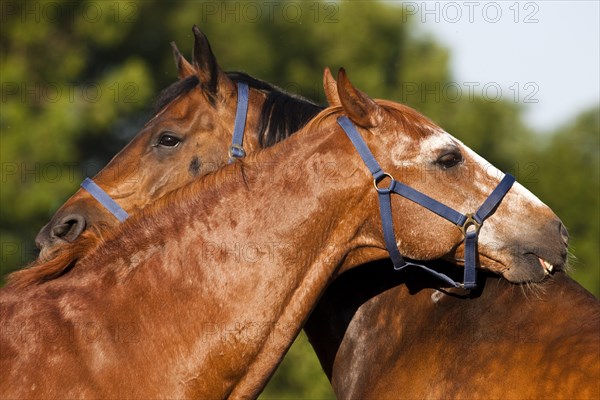 Austrian Warmbloods