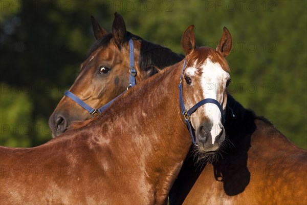 Austrian Warmbloods