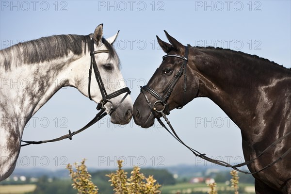 Bridled Hanoverians