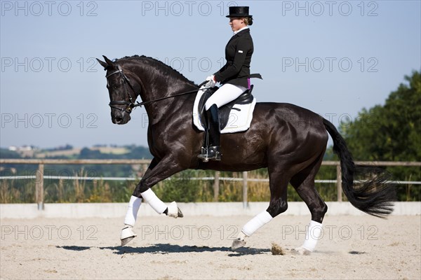 Young woman in a formal riding dress riding a galloping Hanoverian horse