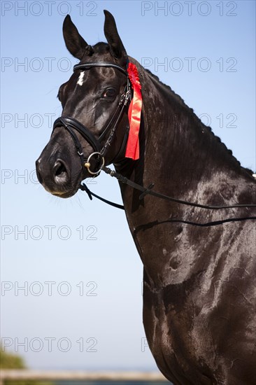 Hanoverian with a winner's ribbon