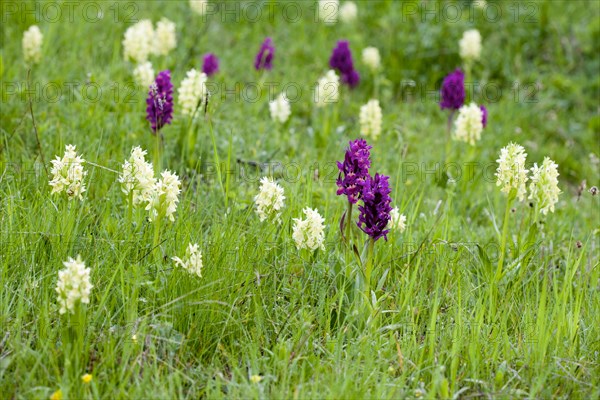 Elder-flowered Orchid (Dactylorhiza sambucina)