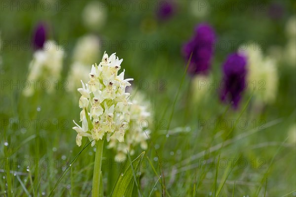 Elder-flowered Orchid (Dactylorhiza sambucina)