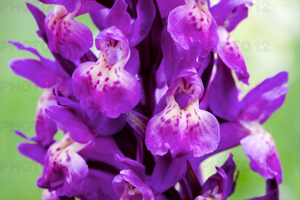 Elder-flowered Orchid (Dactylorhiza sambucina)