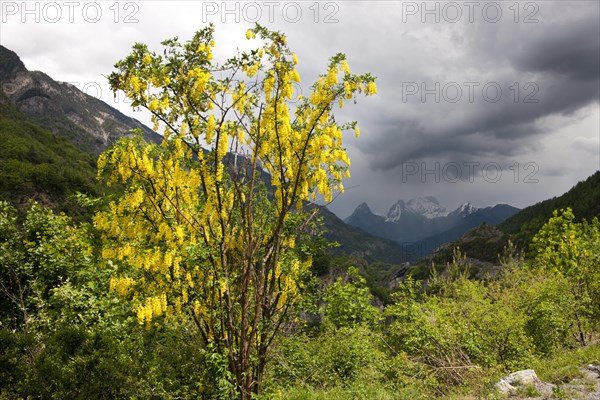 Common Laburnum