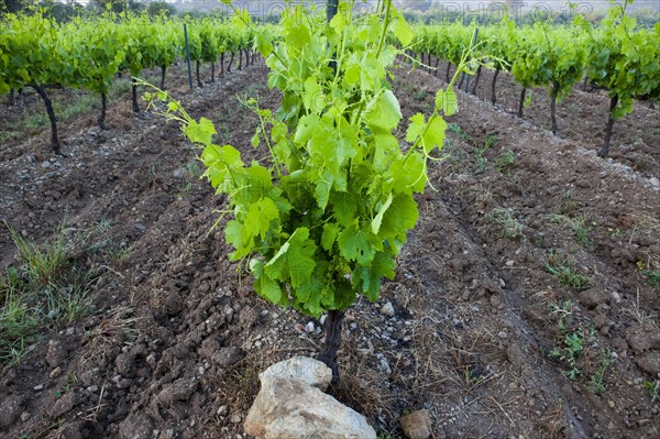 Common Grape Vine (Vitis vinifera)