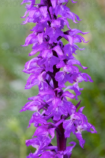 Elder-flowered Orchid (Dactylorhiza sambucina)