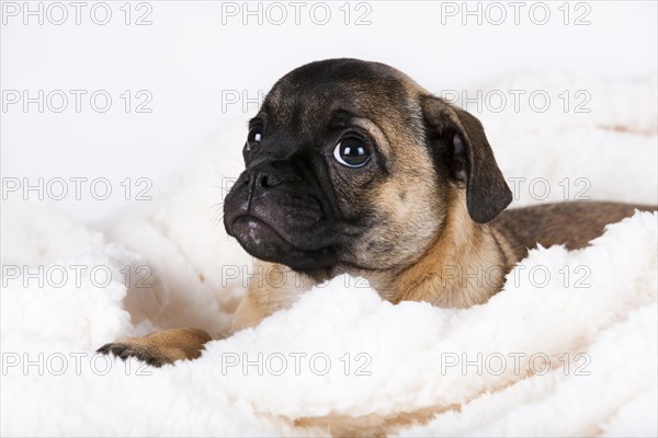 Pug puppy