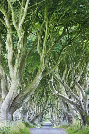 Beech Avenue Dark Hedges