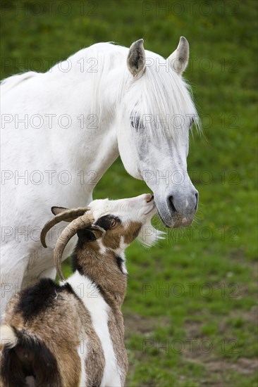 Arabian stallion