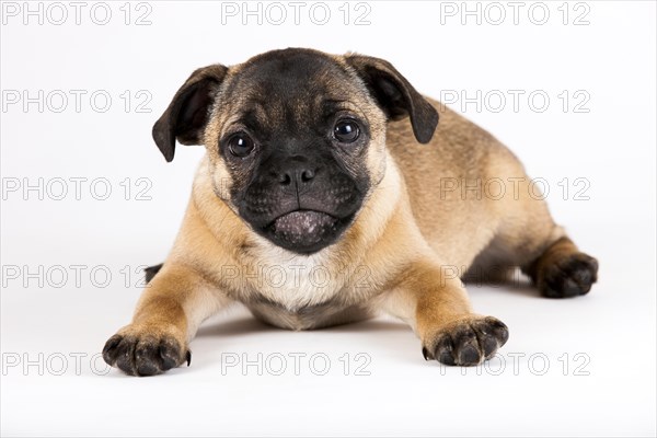 Retro Pug puppy