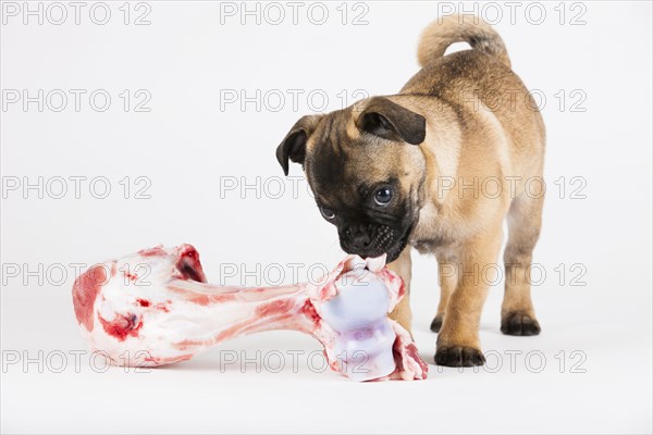 Retro Pug puppy with a bone