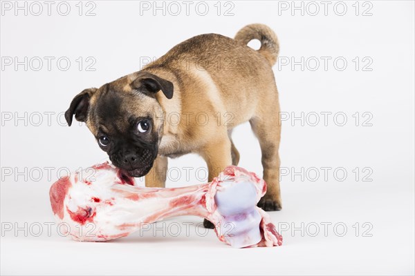 Retro Pug puppy with a bone