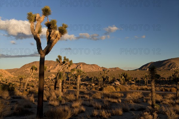 Hidden Valley with Joshua trees (Yucca brevifolia) and rocks