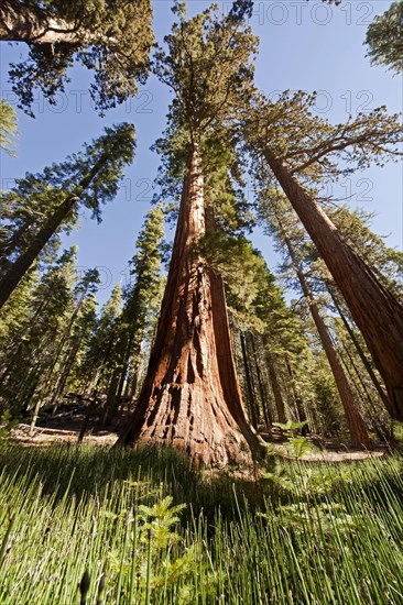 Giant Sequoia or Sierra Redwood (Sequoiadendron giganteum) in Mariposa Grove