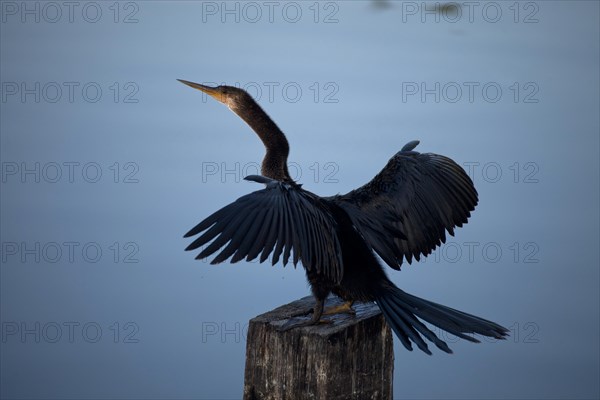 Anhinga or Snakebird (Anhinga anhinga)