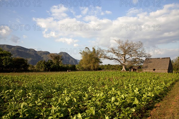 Cultivation of tobacco