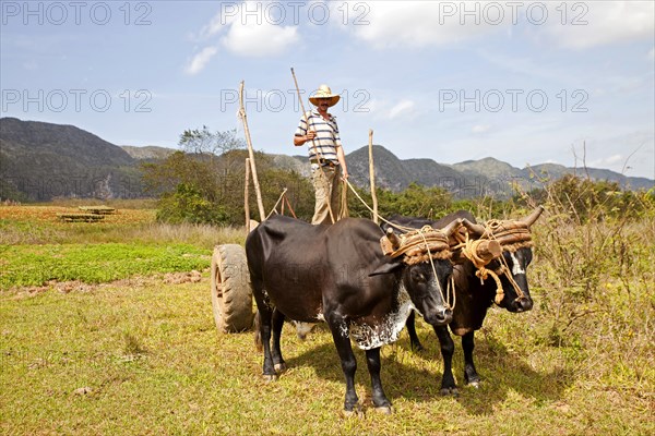 Farmer with an oxen-drawn cart