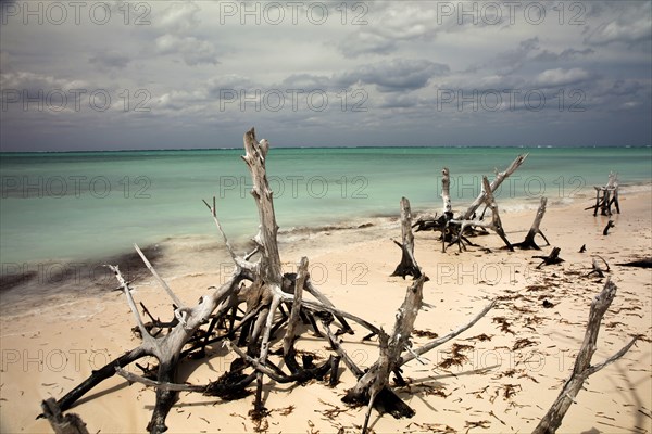 Dead trees on the beach