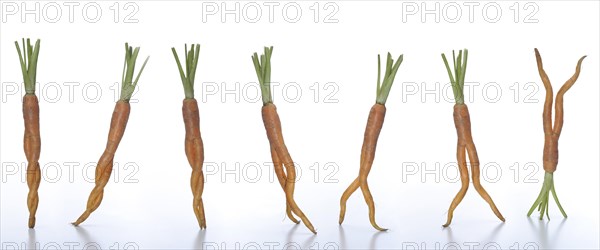 7 dancing carrots