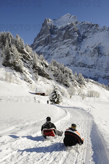 Toboggans going down alpine slopes