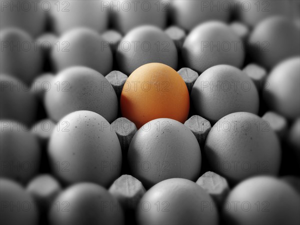 One coloured egg in a tray of black and white eggs