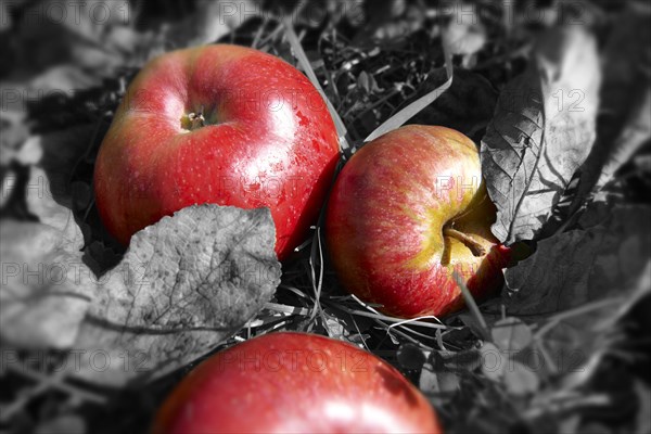 Fallen red apples