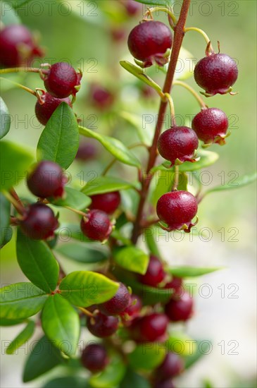 Chilean guava