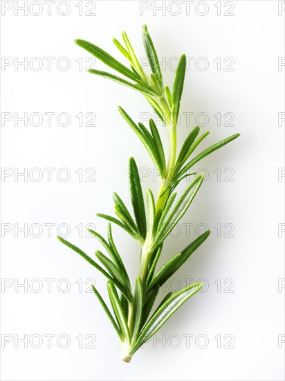 Fresh Rosemary leaves