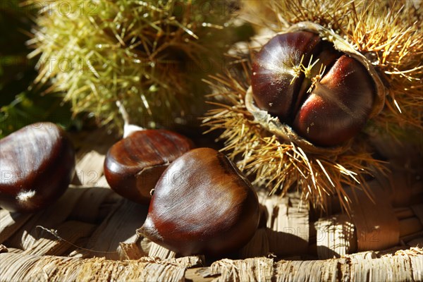 Organic chestnuts (Castanea sativa)