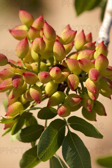 Pistachio fruits (Pistacia vera)