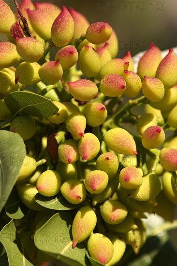 Pistachio fruits (Pistacia vera)