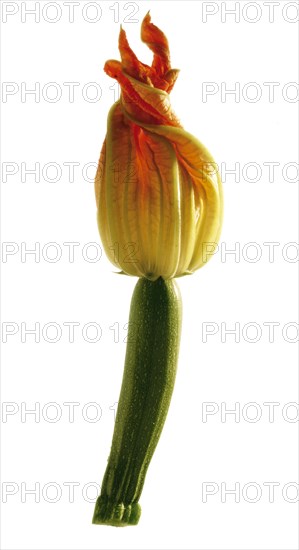Courgette with flower (Cucurbita)