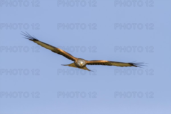 Red Kite (Milvus milvus)