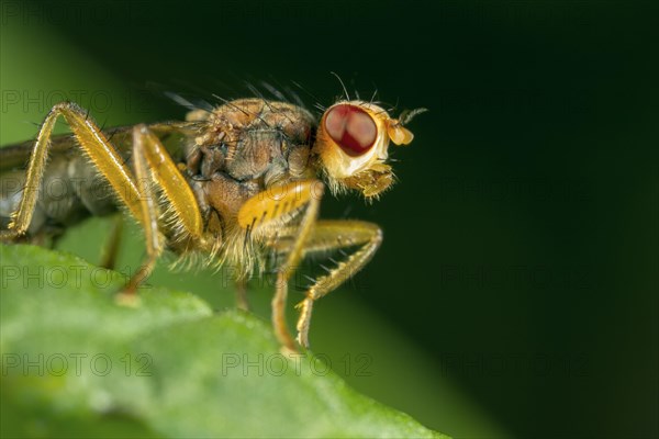 Spiny-handed Dungfly (Norellisoma spinimanum)