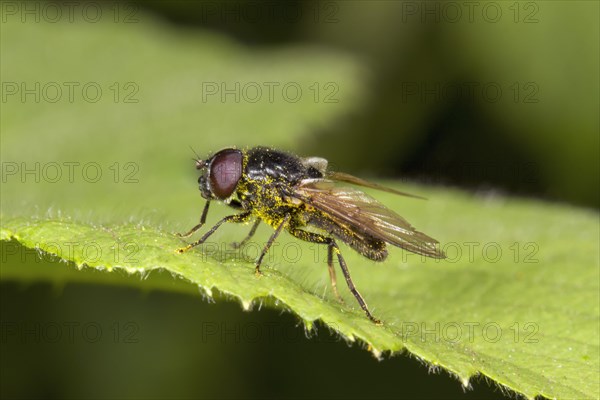 Hoverfly (Cheilosia sp.)