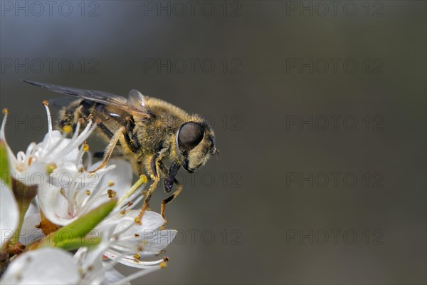 Hoverfly (Eristalis tenax)