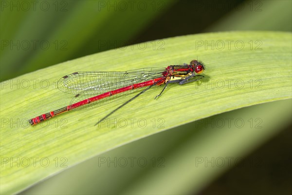 Large red damselfly (Pyrrhosoma nymphula)