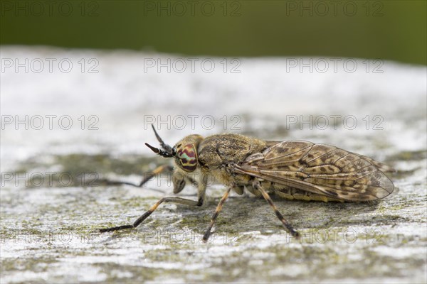 Common Horse Fly (Haematopota pluvialis)