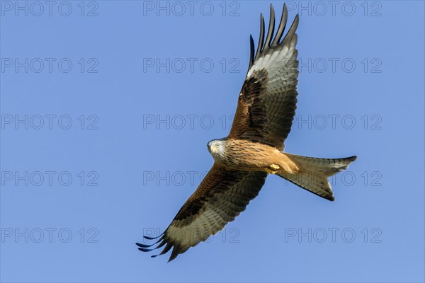 Red Kite (Milvus milvus)