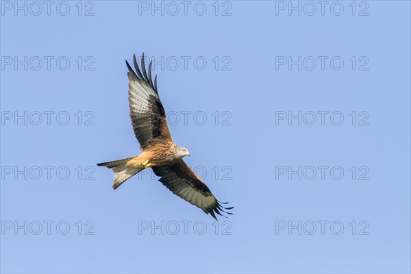 Red Kite (Milvus milvus)