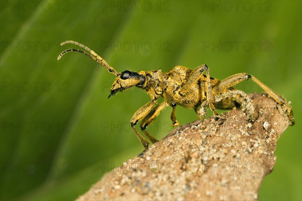 Blackspotted pliers support beetle (Rhagium mordax)