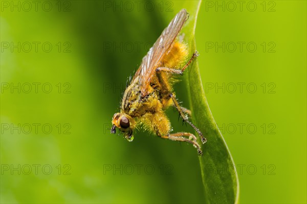 Yellow dung fly (Scathophaga stercoraria)