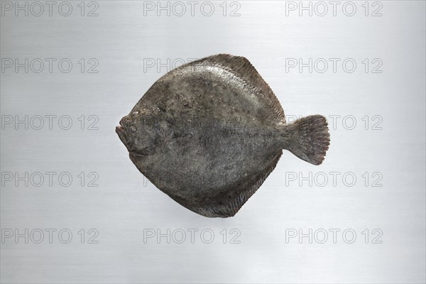 Turbot on a work surface