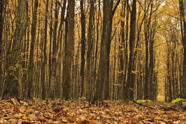 Forest in autumn