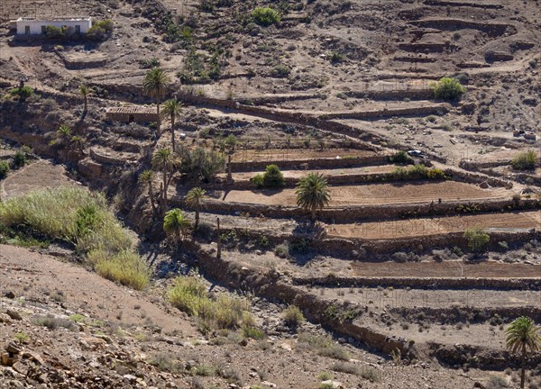 An oasis in the Parque Rural de Betancuria