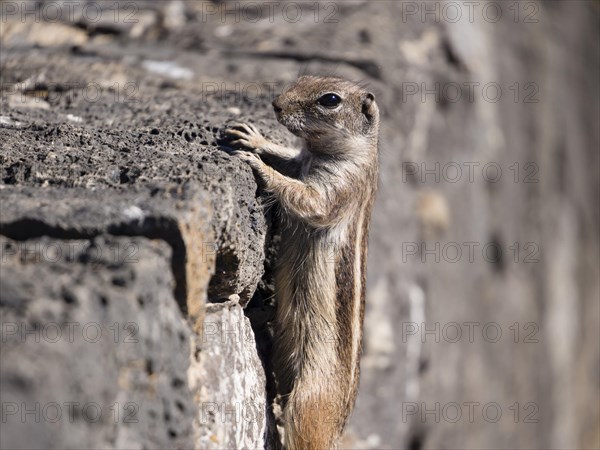 Barbary ground squirrel (Atlantoxerus getulus)