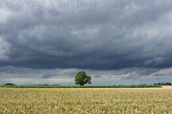 Common Ash (Fraxinus excelsior) behind a wheat field (Triticum L.) with dark storm clouds