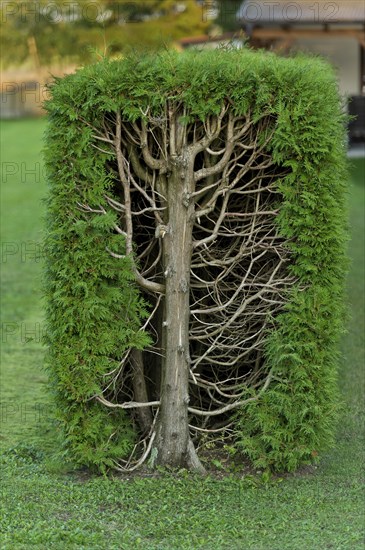 Thujas or arborvitae (Thuja) trimmed rectangular hedge